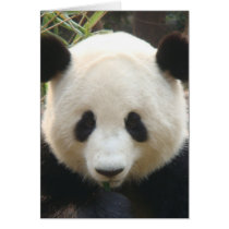 Pondering Panda cards