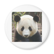 Pondering Panda magnets