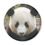 Pondering Panda Magnets