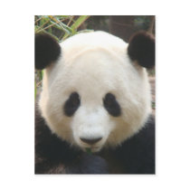 Pondering Panda postcards
