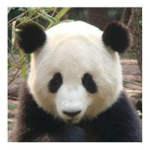 Pondering Panda posters by Little_Fish_Travel Pondering Panda posters