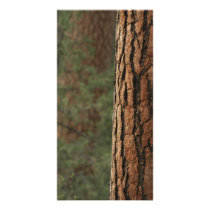 Ponderosa Pine Photo Card