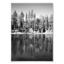 Ponderosa Pines Reflection Photo