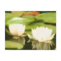 Pondlily Postcard postcards