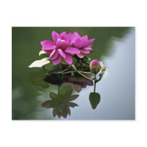 ponds beauty postcards by flyingbeauties ponds beauty postcards
