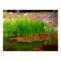 ponds edge posters by shasta3178 ponds edge posters