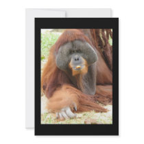 Pongo Invitation