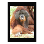 Pongo Invitation