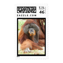 Pongo Orangutan Ape Postage Stamp