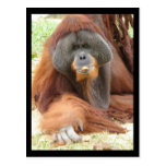 Pongo Orangutan Ape Postcard