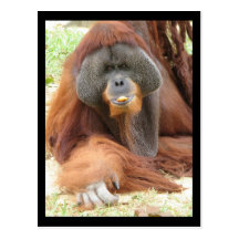 Pongo Orangutan Ape Postcard
