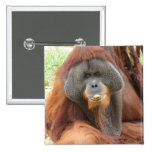 Pongo Orangutan Ape Square Pin