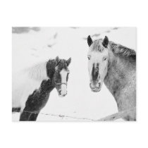 Ponies in Snowstorm postcards by HorseLoversGifts Ponies in Snowstorm postcards