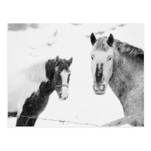 Ponies in Snowstorm Postcards