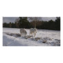 Ponies in the snow photo greeting card