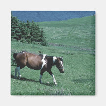 Pony in pasture magnet