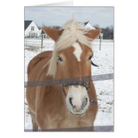 Pony in Winter Card
