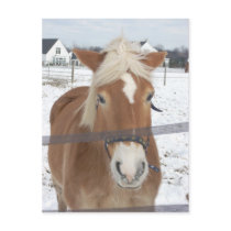 Pony in Winter postcards by Flam747 Pony in Winter postcards