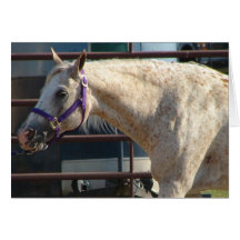 Pony of the Americas Card