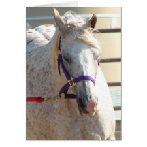 Pony of the Americas On Lunge-Line Greeting Cards