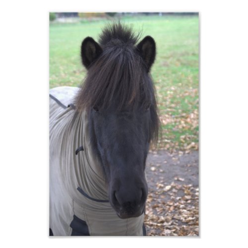 Pony in November