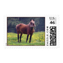 Pony Postage Stamps by RookyStudios Pony Postage Stamps