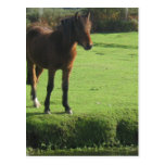 Pony Postcard