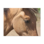 Pony Profile Postcard