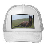 Pony Resting Baseball Hat