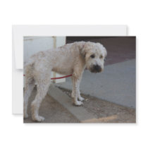 Pooch on Leash Personalized Invitation