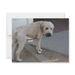Pooch on Leash Personalized Invitation