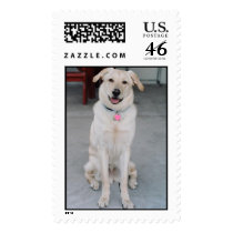 Pooch Postage postage