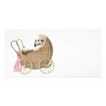 Poodle baby buggy photo cards