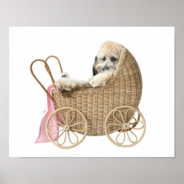 Poodle baby buggy print