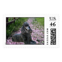 Poodle Black Postage Flowers postage by normagolden Poodle Black Postage Flowers postage