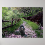 Poodle Black Poster Flowers posters