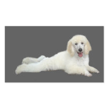 Poodle Breeder Business Card
