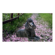 Poodle Breeder Business Card