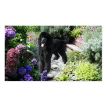 Poodle Breeder Business Card