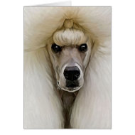 Poodle card