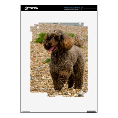 Poodle dog miniature beautiful photo at beach skins for the iPad 2