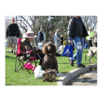 Poodle Furry Scurry Postcard postcards