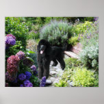 Poodle Garden Print