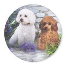 Poodle Magnet Hydrangeas by normagolden Poodle Magnet Hydrangeas