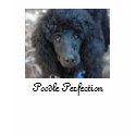 Poodle Perfection t-shirts