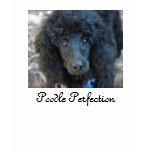 Poodle Perfection t-shirts