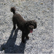 Poodle Photo Cut Outs