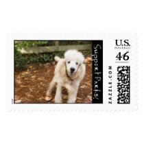Poodle postage