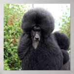 Poodle posters