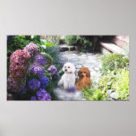 Poodle Poster Hydrangeas posters